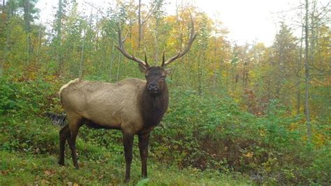 black milf|Elk in Wisconsin 